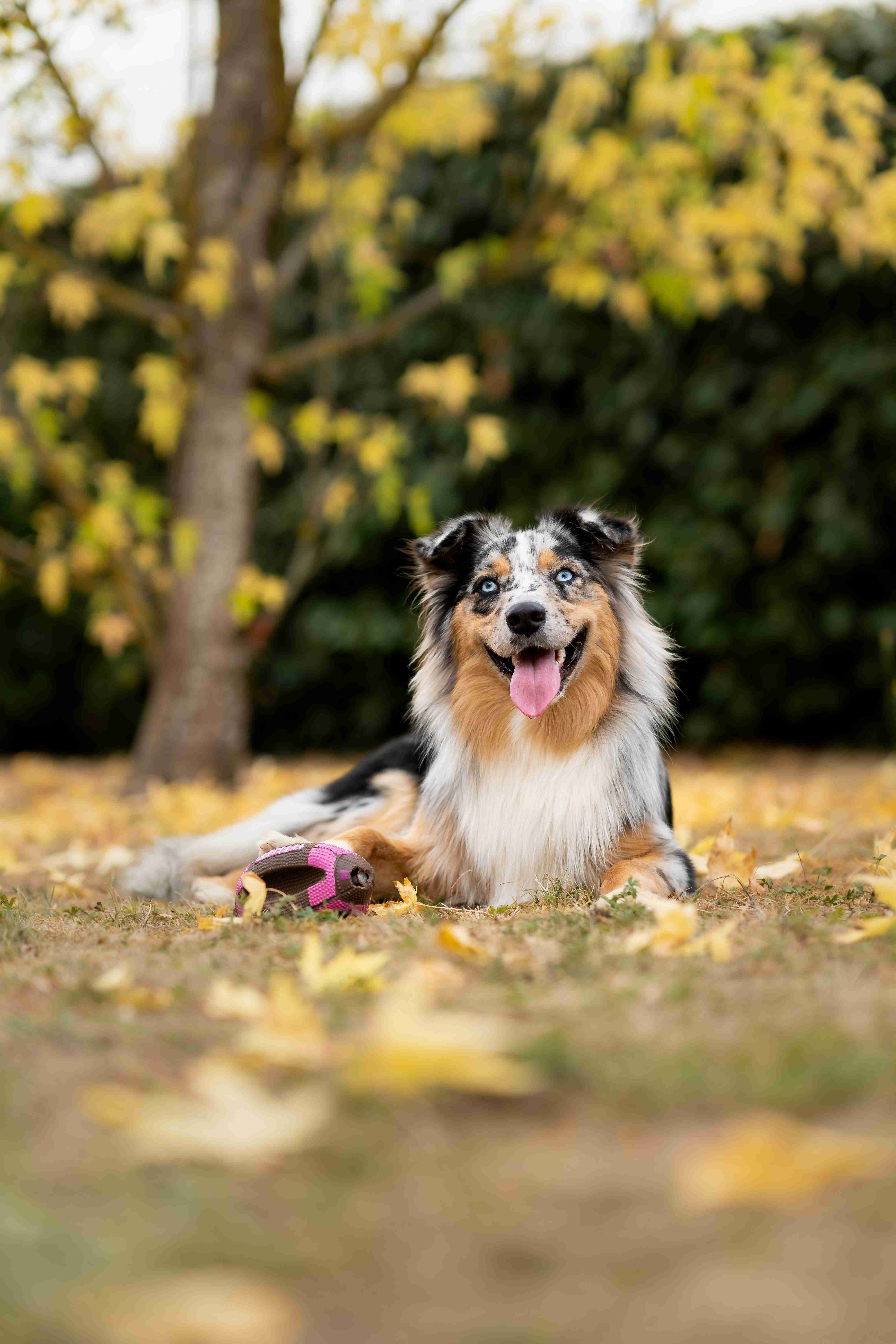 Mastering Agility Training: Tips and Tricks for Teaching Your Border Collie